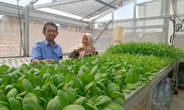 Deni Hendiyani: Sukses Mengembangkan Bisnis Hidroponik dari Hobi hingga Menjadi Mitra Supermarket