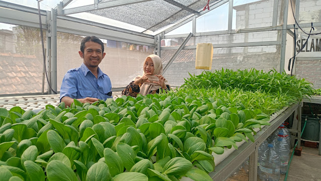 Deni Hendiyani: Sukses Mengembangkan Bisnis Hidroponik dari Hobi hingga Menjadi Mitra Supermarket